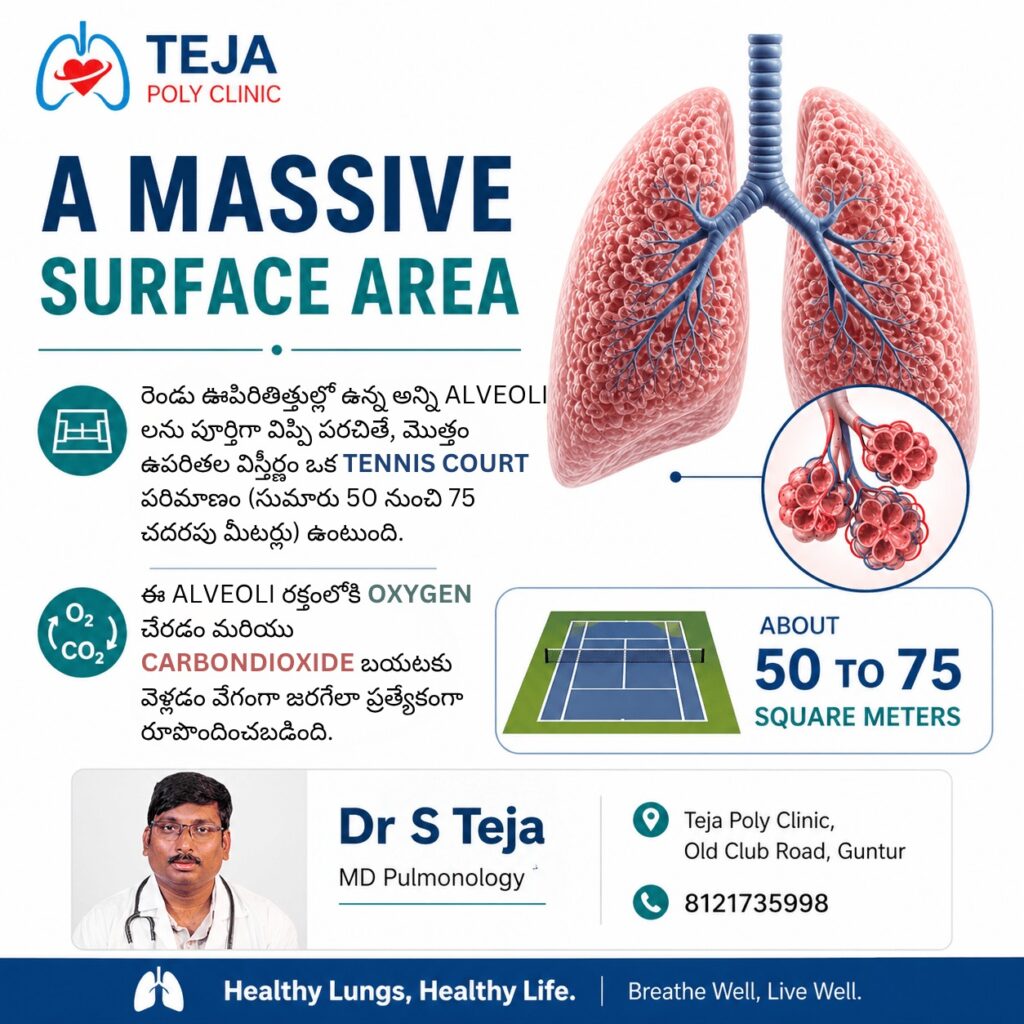 How Big Is Lung Surface Area